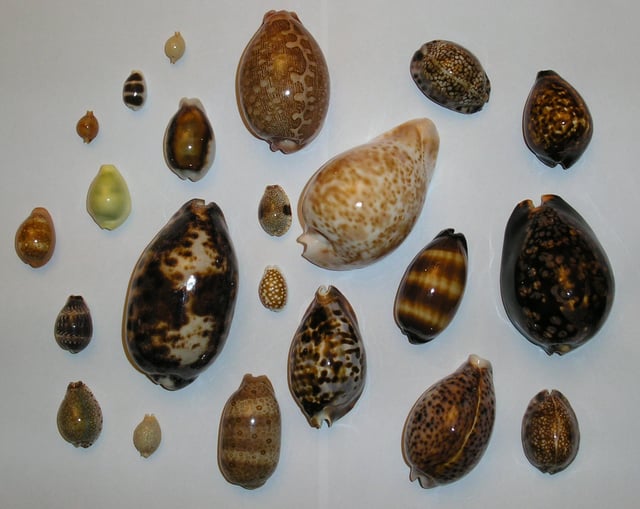 Cowrie shells were used as money in the slave trade