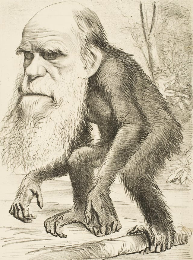 An 1871 caricature following publication of The Descent of Man was typical of many showing Darwin with an ape body, identifying him in popular culture as the leading author of evolutionary theory.