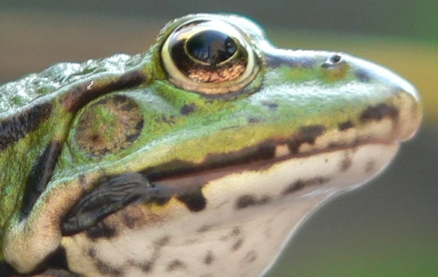 Close-up of frog's head showing eye, nostril, mouth and tympanum.