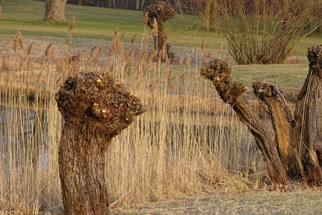 Berlin Britzer Garten coppiced willow tree in the spring of March 2018