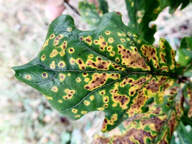 Leaf spot on oak. The spread of the parasitic fungus is limited by defensive chemicals produced by the tree, resulting in circular patches of damaged tissue.