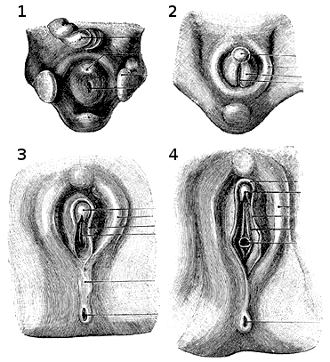 Stages in the development of the clitoris