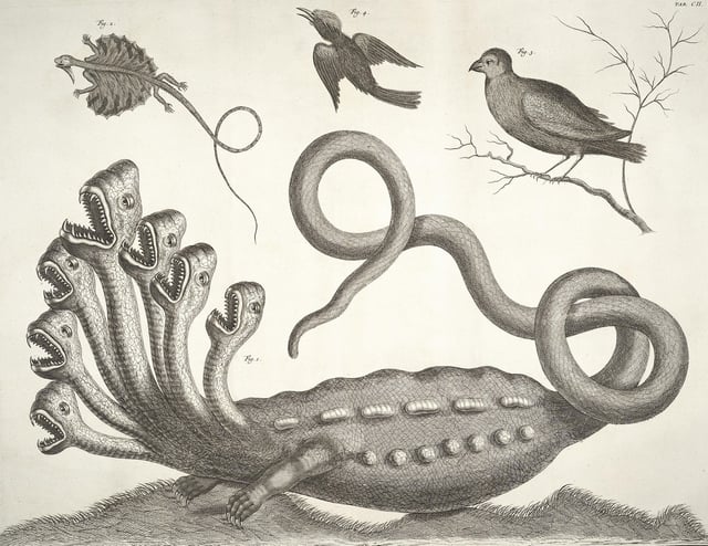 The Hamburg Hydra, from the Thesaurus (1734) of Albertus Seba
