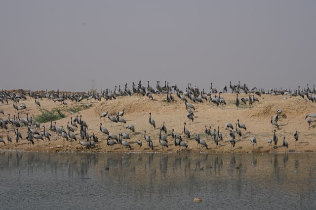 Demoiselle Cranes at Khichan, Rajasthan India