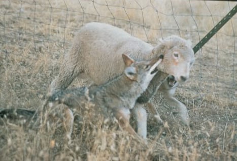 A lamb being attacked by coyotes with a bite to the throat