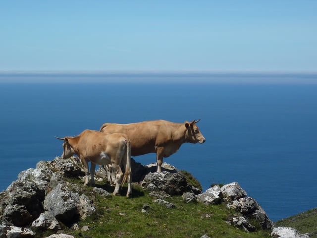 Galician Blond cows