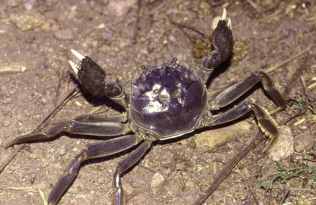 The Chinese mitten crab is a commercially important species in the Yangtze, but  invasive in other parts of the world.