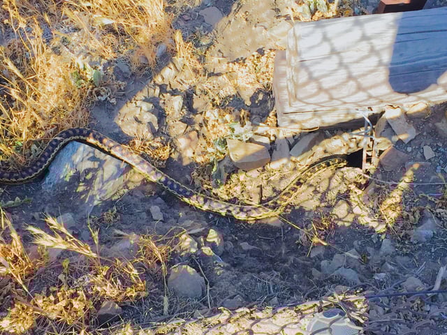 Gopher Snake in Wildwood Regional Park.