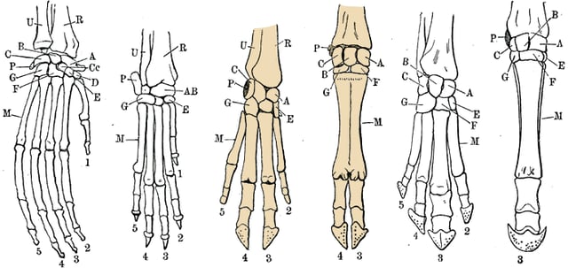 Diagrams of hand skeletons of various mammals, left to right: orangutan, dog, pig, cow, tapir, and horse. Highlighted are the even-toed ungulates pig and cow.