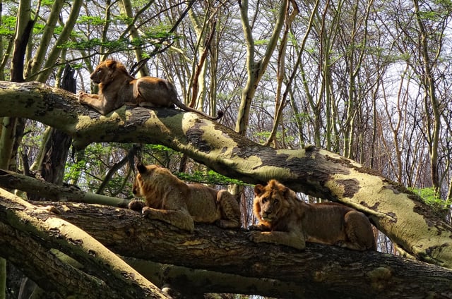 Lions in a tree near Lake Nakuru