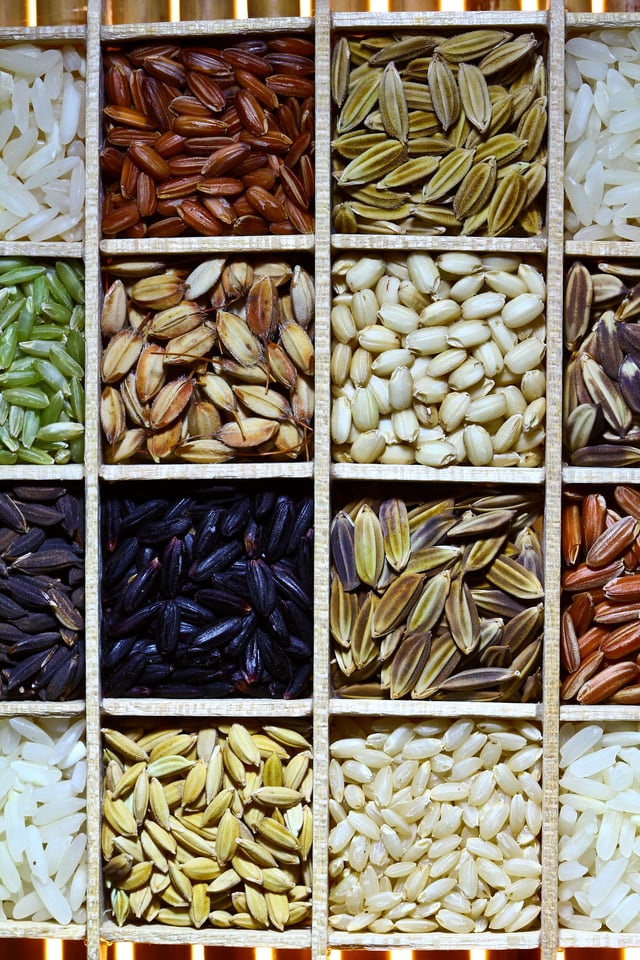 Rice seed collection from IRRI