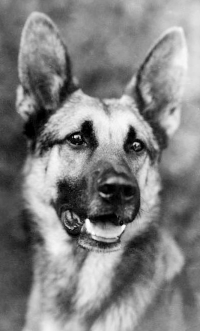 Strongheart, one of the earliest canine stars (1921)