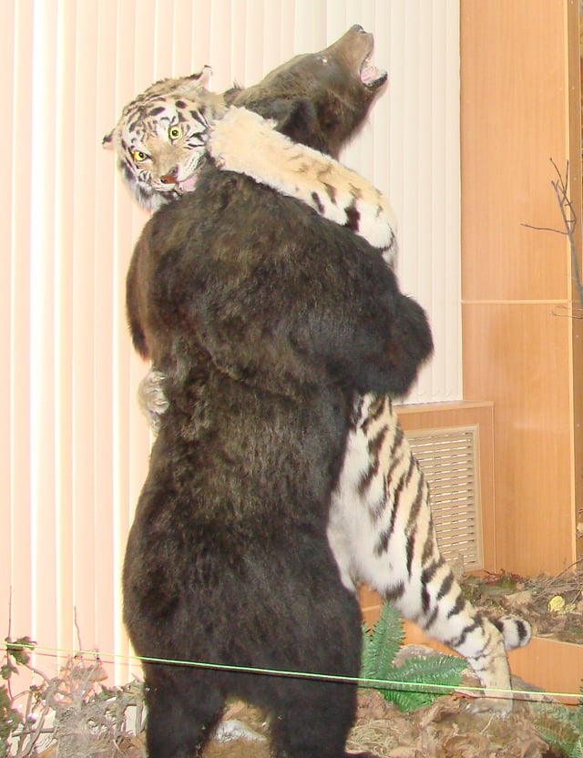 Taxidermy exhibit portraying a brown bear fighting a Siberian tiger, Vladivostok Museum