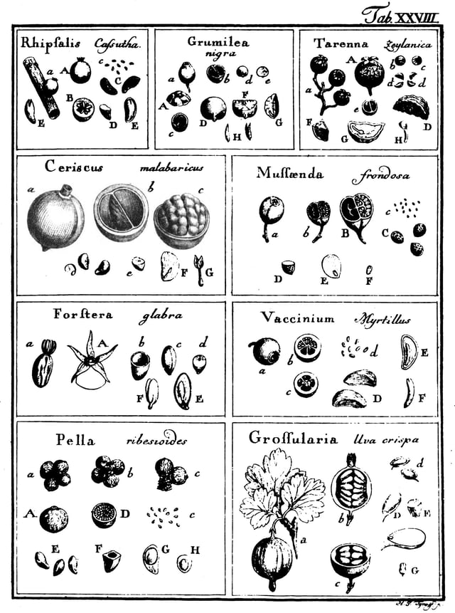 Some fruits classified as bacca (berries) by Gaertner (De Fructibus et Seminibus Plantarum, Tab. 28)