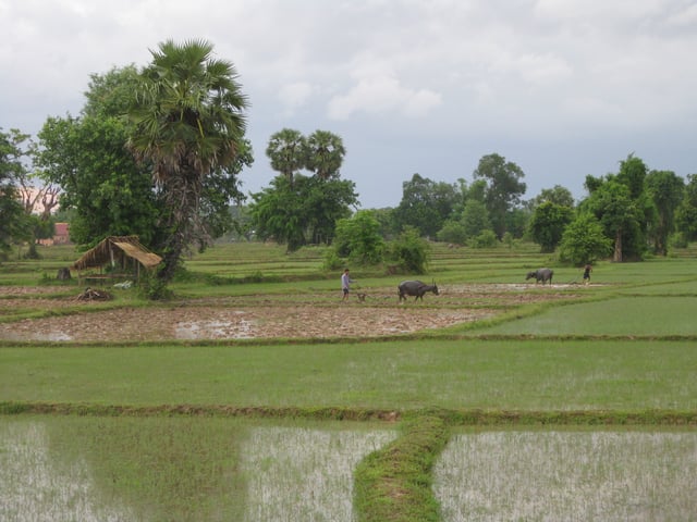 Paddy fields in Laos