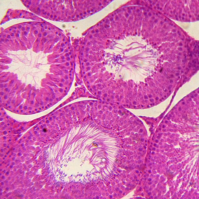 Cross section of rabbit testis, photographed in bright field microscopy at 40× magnification.