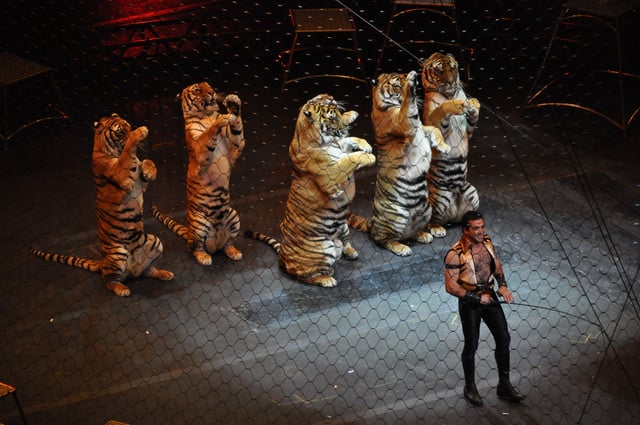 Daniel Raffo and his tigers in "Over the Top"