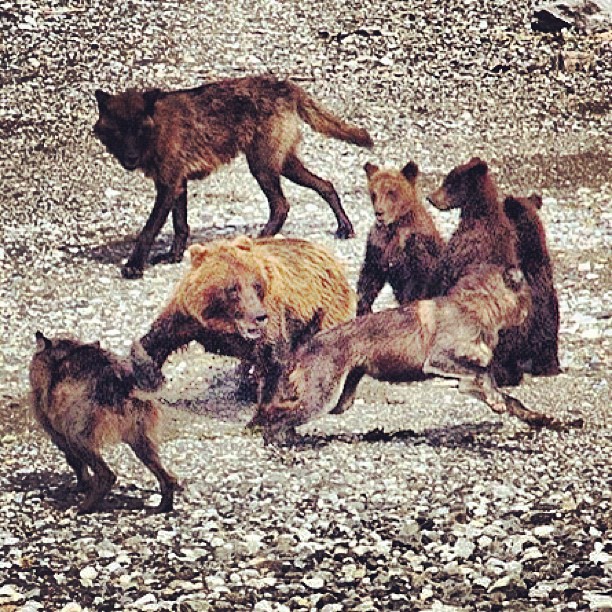 Wolves attacking a mother grizzly bear with cubs