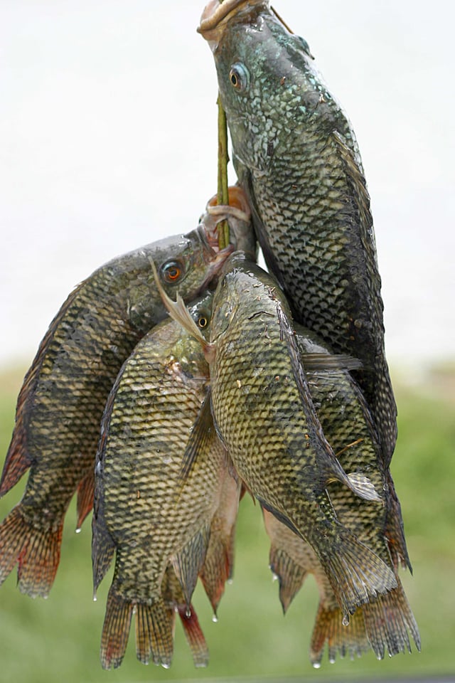 The adaptable tilapia is another commonly farmed fish