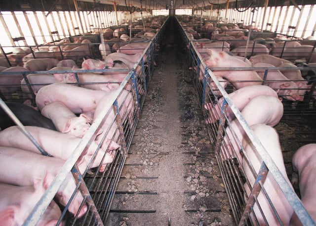 Intensively farmed pigs