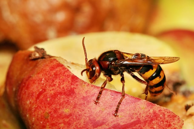 The European hornet is a wasp-waisted Apocritan with a sting, not a Symphytan.