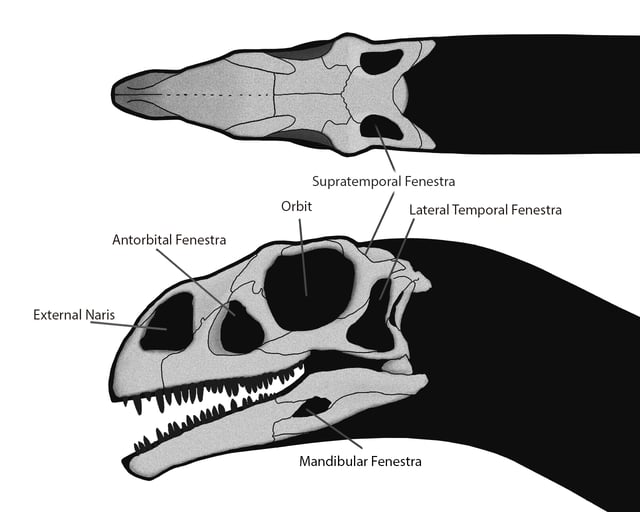 The fenestrae in the skull of the dinosaur Massospondylus