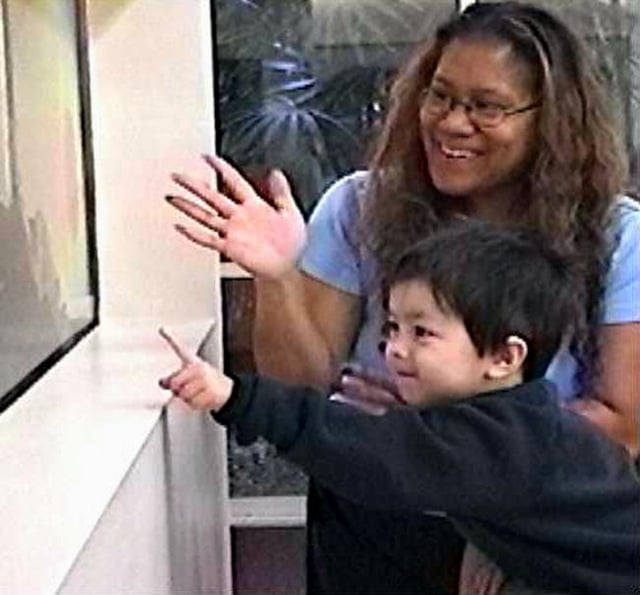 A three-year-old with autism points to fish in an aquarium, as part of an experiment on the effect of intensive shared-attention training on language development.