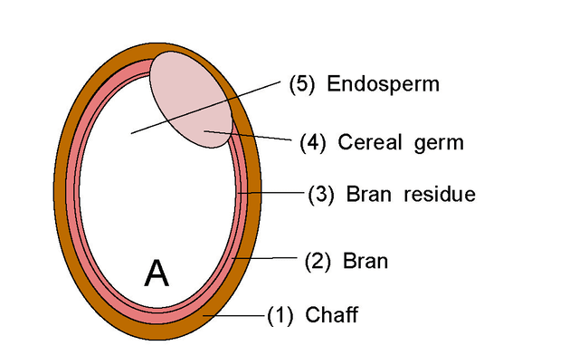 A: Rice with chaff B: Brown rice C: Rice with germ D: White rice with bran residue E: Musenmai (Japanese: 無洗米), "Polished and ready to boil rice", literally, non-wash rice(1): Chaff (2): Bran (3): Bran residue (4): Cereal germ (5): Endosperm