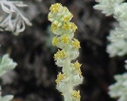 Artemisia pycnocephala (beach sagewort) flowers