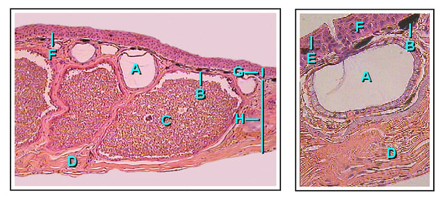 Cross section of frog skin. A: Mucous gland, B: Chromatophore, C: Granular poison gland, D: Connective tissue, E: Stratum corneum, F: Transition zone, G: Epidermis, H: Dermis