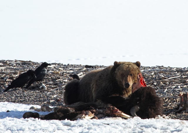 A grizzly bear feasts on a bison carcass in Yellowstone