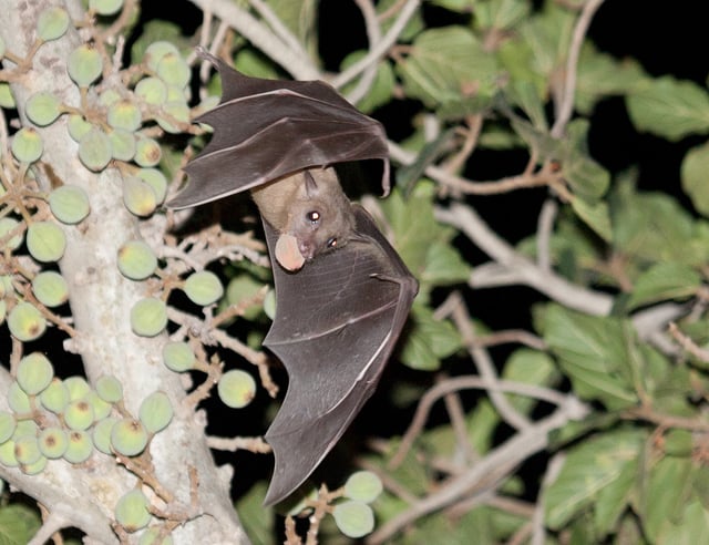An Egyptian fruit bat (Rousettus aegyptiacus) carrying a fig