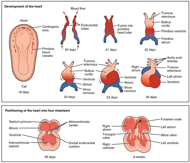 Development of the human heart during the first eight weeks (top) and the formation of the heart chambers (bottom).