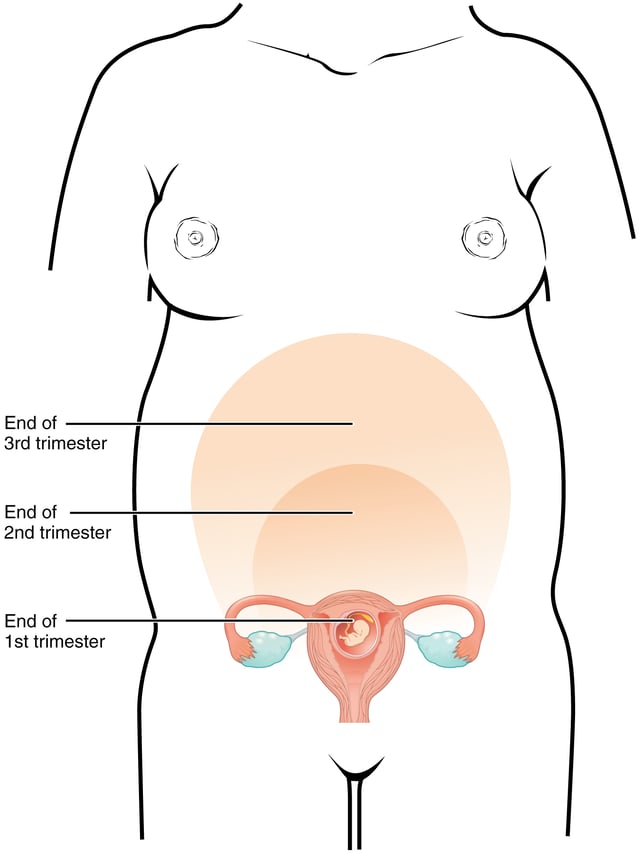 The uterus as it changes in size over the duration of the trimesters