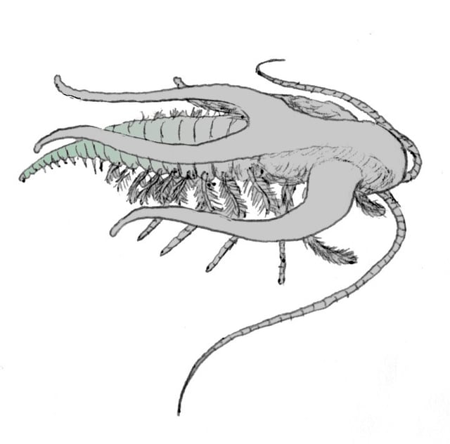 Marrella, one of the puzzling arthropods from the Burgess Shale