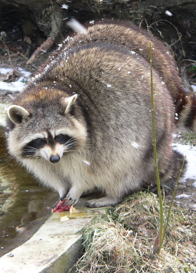 Captive raccoons often douse their food before eating.