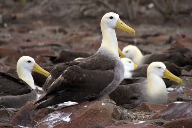 Waved albatrosses on Española.