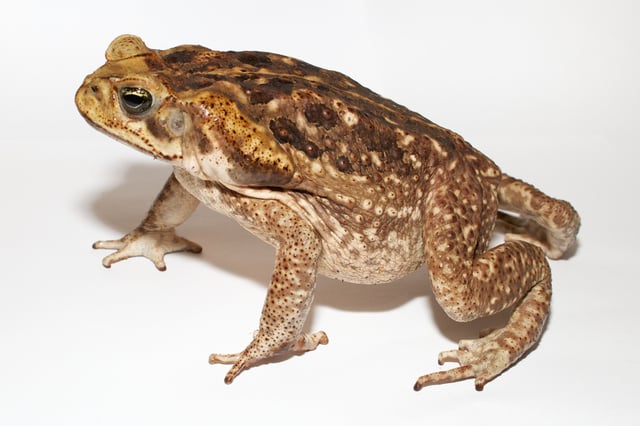 Cane toad (Rhinella marina) with poison glands behind the eyes