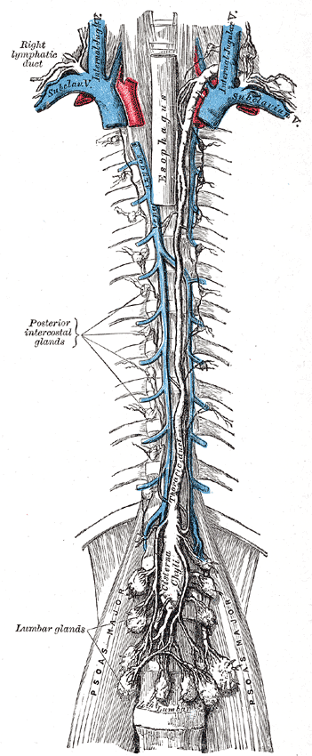 Recent UVA research "redrew the map" of the human lymphatic system, shown here in the 1858 Gray's Anatomy.