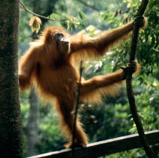 The critically endangered Sumatran orangutan