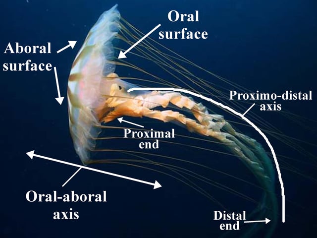 The major surfaces and axes of a scyphozoan jellyfish