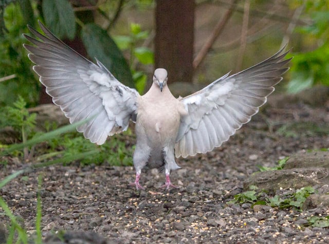 A landing pigeon displays the contour and flight feathers of its wings.