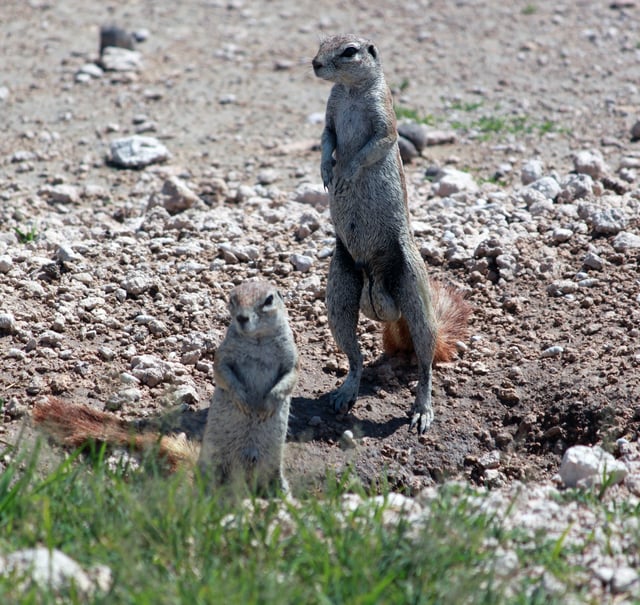 The Cape ground squirrel is an example of a promiscuous rodent.
