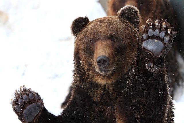 An Ussuri brown bear of Hokkaido, a relatively small-bodied population, in the snow