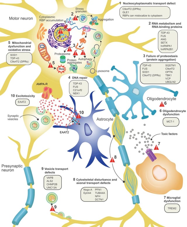 This figure shows ten proposed disease mechanisms for ALS and the genes associated with them.