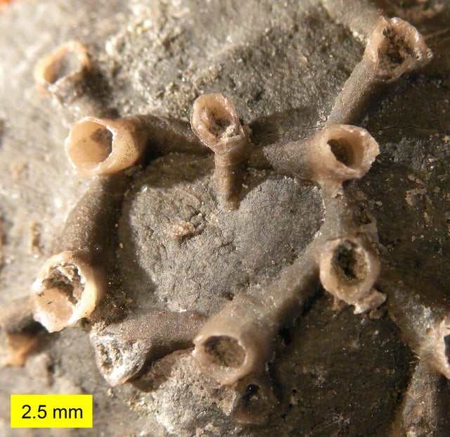 Tabulate coral Aulopora from the Devonian era