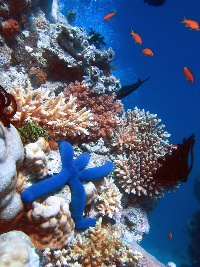 Biodiversity of a coral reef. Corals adapt to and modify their environment by forming calcium carbonate skeletons. This provides growing conditions for future generations and forms a habitat for many other species.