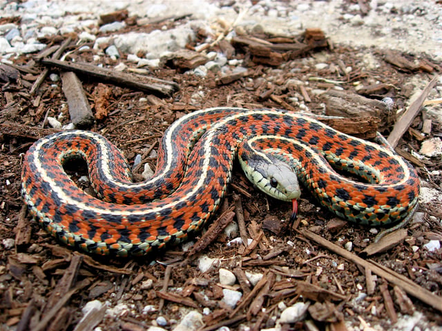 The Garter snake has been studied for sexual selection