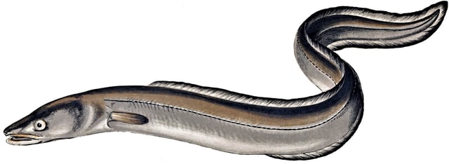 The European conger is the heaviest of all eels.