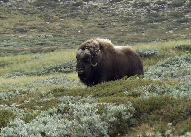 Muskox in the low alpine tundra at Dovrefjell National Park.